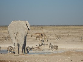 Elefanten_Wasserstelle