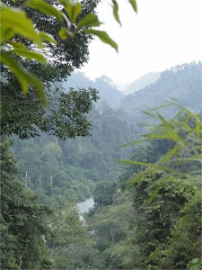 Blick in den Dschungel