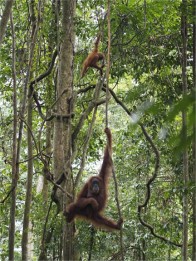 Semi-wilder Orang Utan